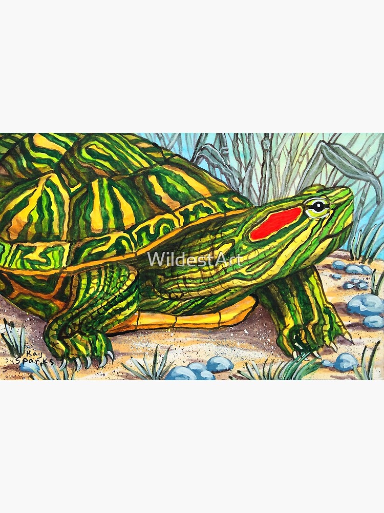 The red eared slider art print for sale by wildestart