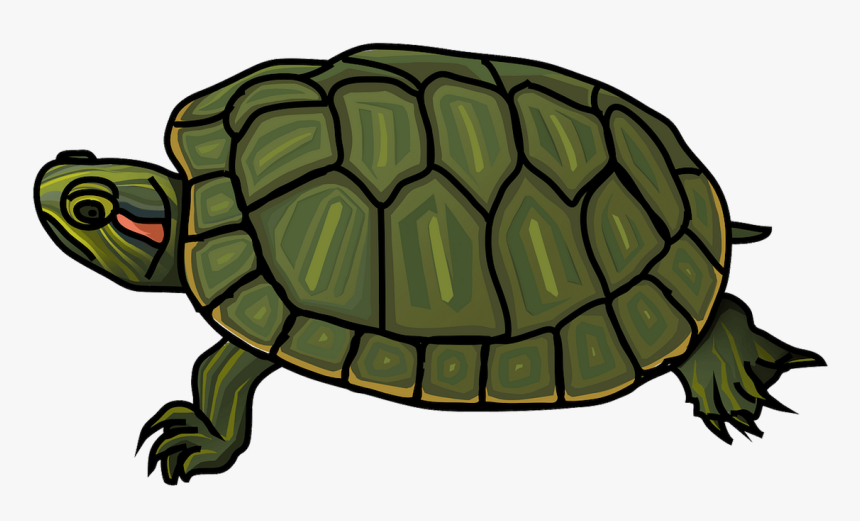 Red eared slider turtle coloring page hd png download