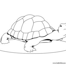 Cute turtle coloring pages