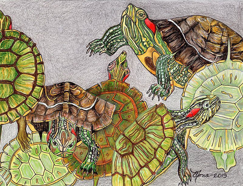 Advanced turtle red