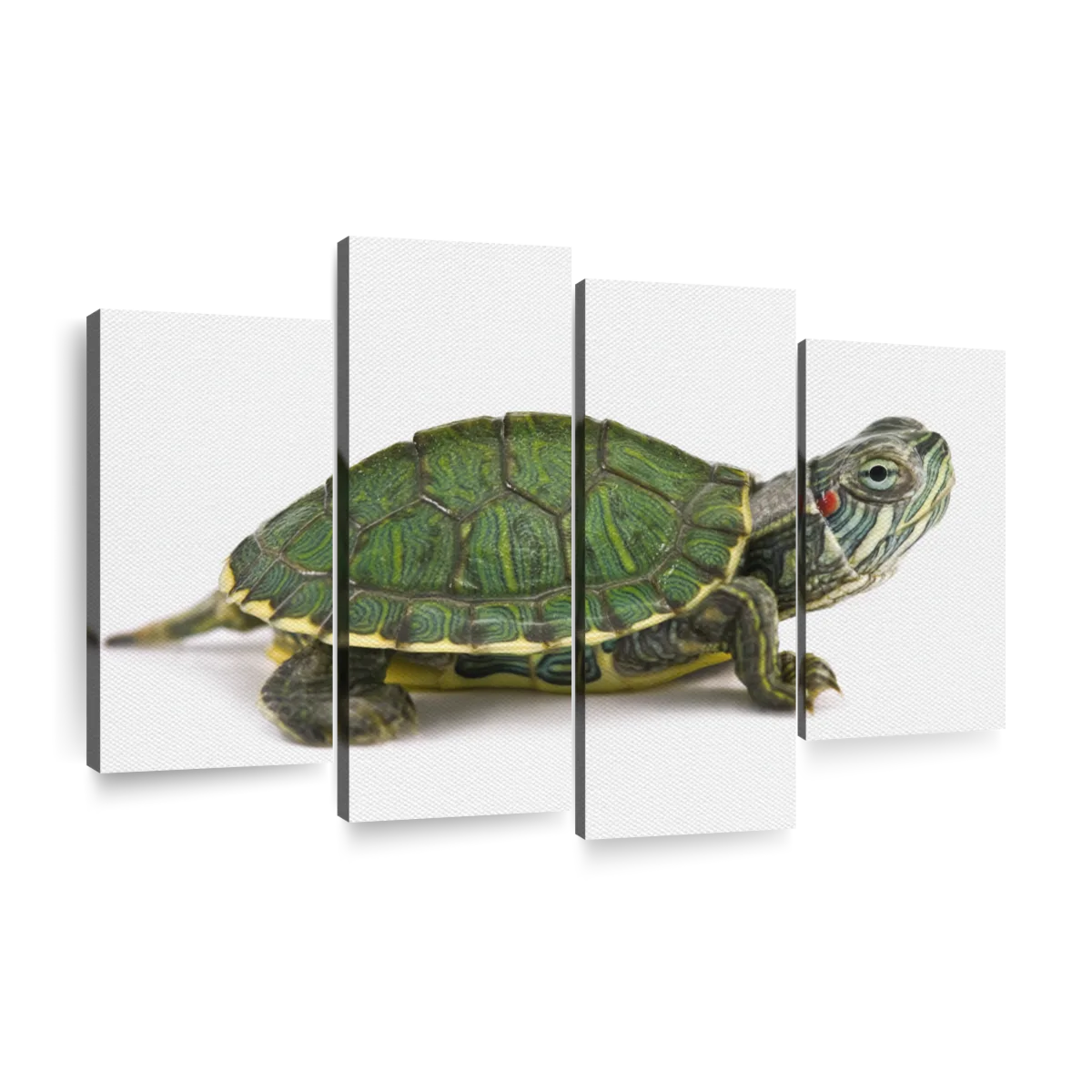 Turtle wall art paintings drawings photograph art prints