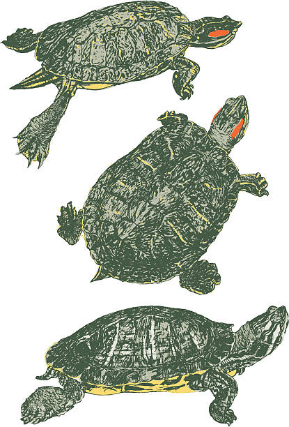 Slider turtle stock illustrations royalty