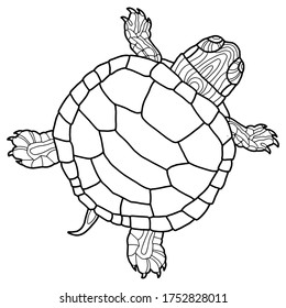 Slider turtle over royalty
