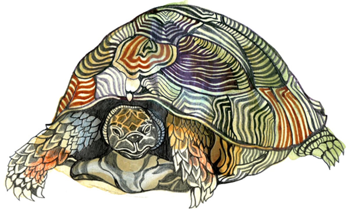 Whats the difference between a turtle and a tortoise and how big is the moon try our kids quiz life and style the guardian