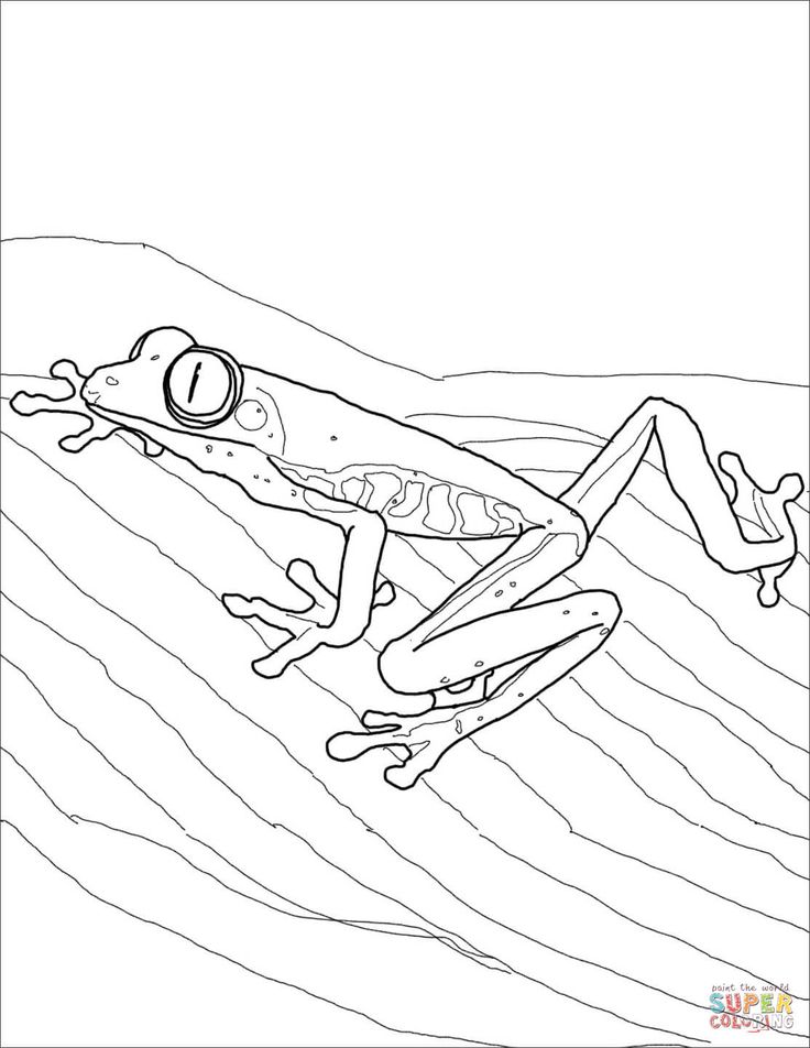 Red eyed tree frog super coloring frog coloring pages red eyed tree frog owl coloring pages