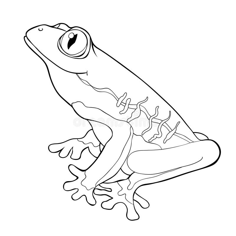 Tree frog coloring stock illustrations â tree frog coloring stock illustrations vectors clipart