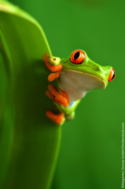 Red eyed tree frog facts for kids information pics video