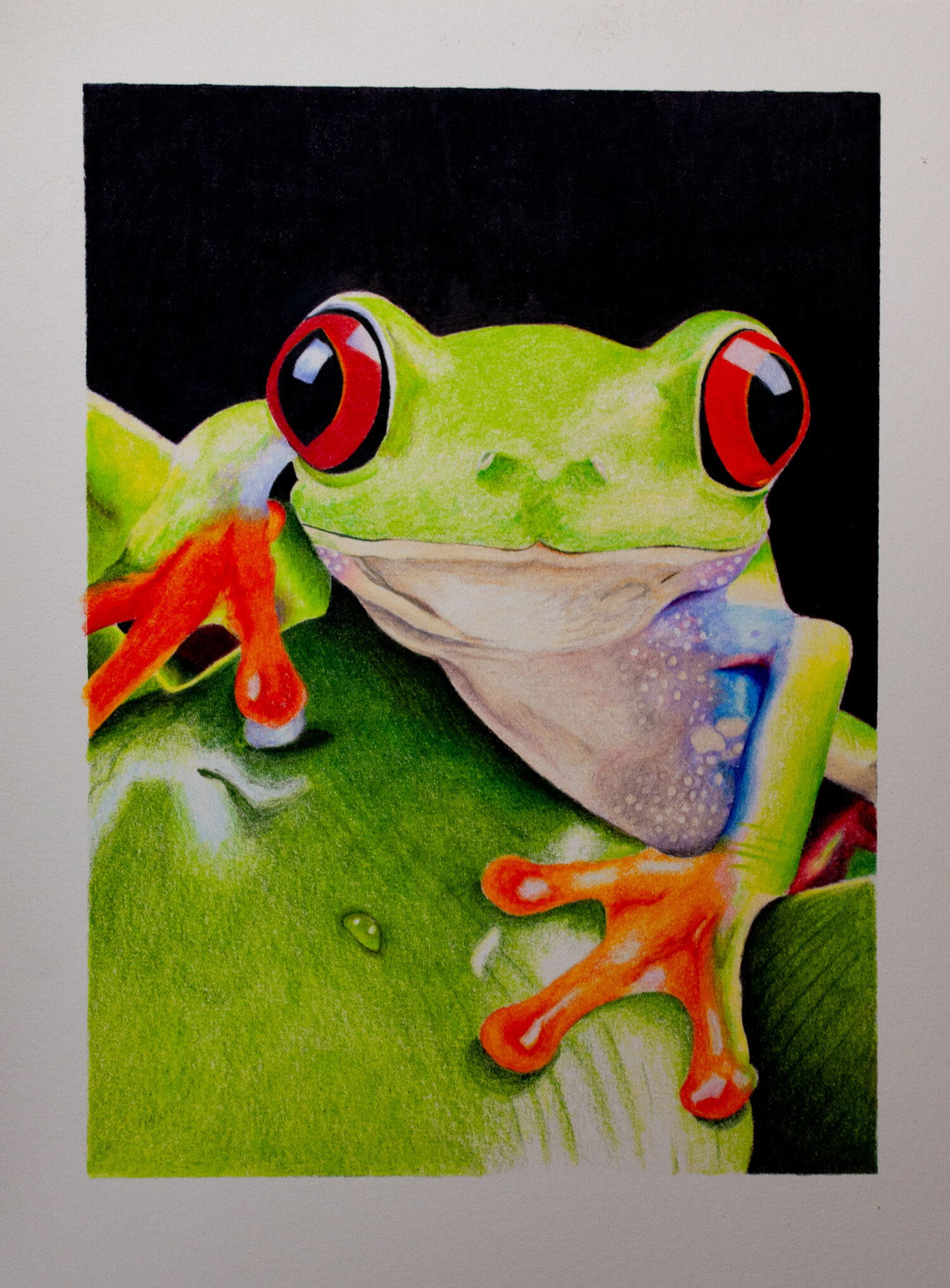 Brutfuner colored pencil artwork tree frog artwork â the art gear guide