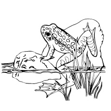 Delightful frog coloring pages for your little ones