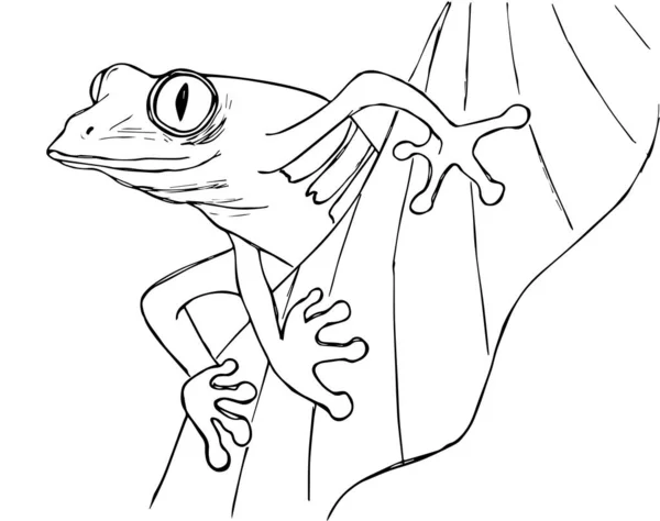 Red eyed tree frog stock illustrations