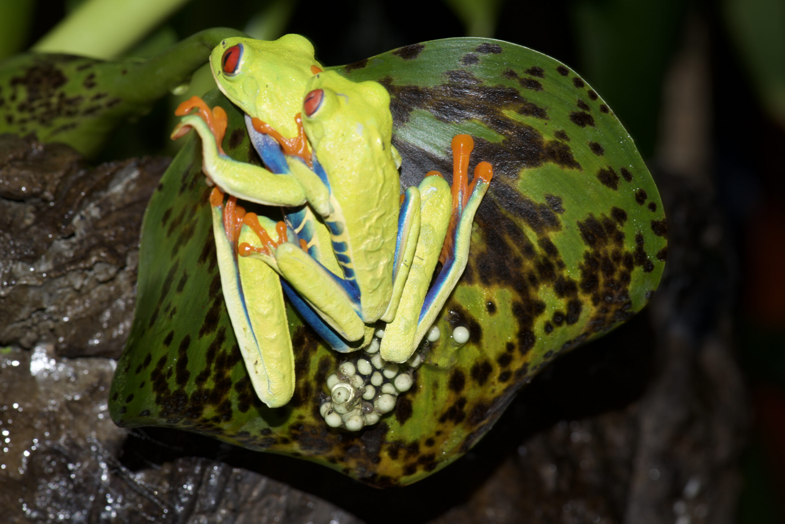 Agalychnis callidryas