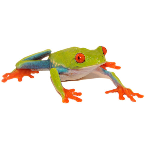 Red eyed tree frogs â big apple pet supply