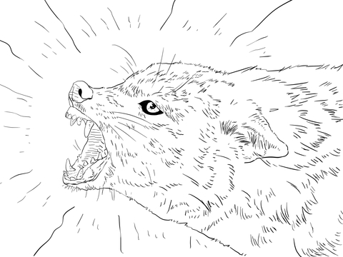 Golden jackal portrait coloring page free printable coloring pages