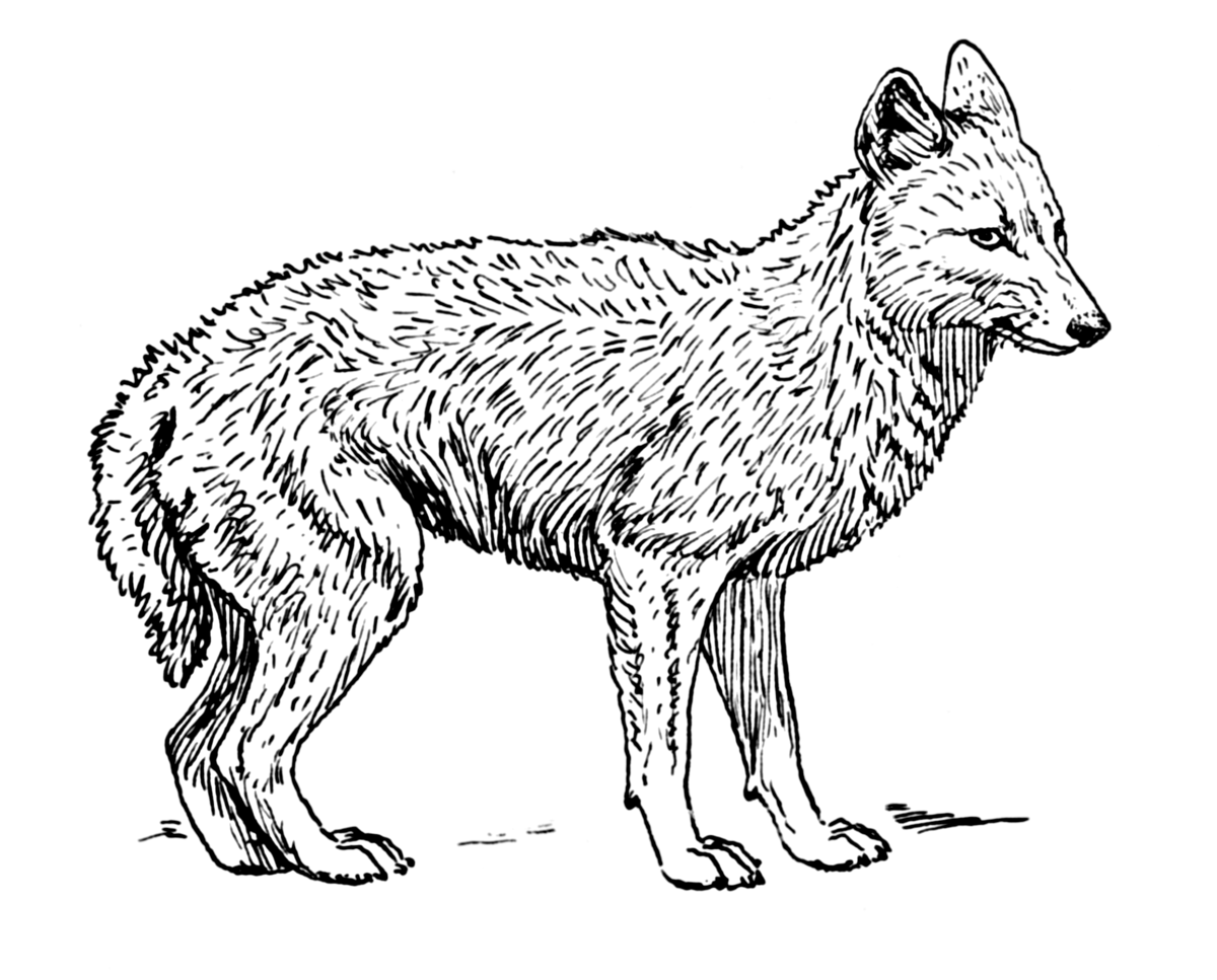 Strategy of the jackal