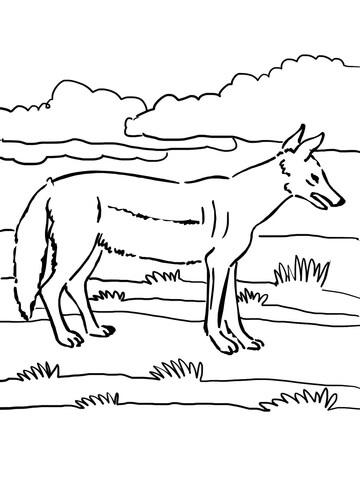 Jackal coloring page free printable coloring pages