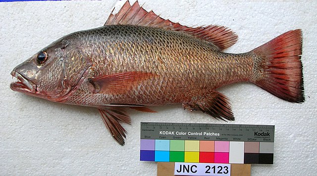 Mangrove red snapper