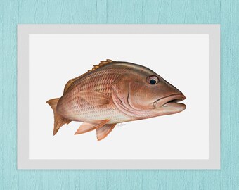 Mangrove snapper art print mango snapper fishermans gift fish painting hand