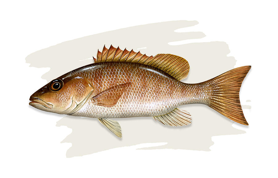 Mangrove snapper painting by dawn witherington