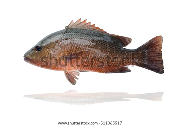 Mangrove red snapper images stock photos d objects vectors