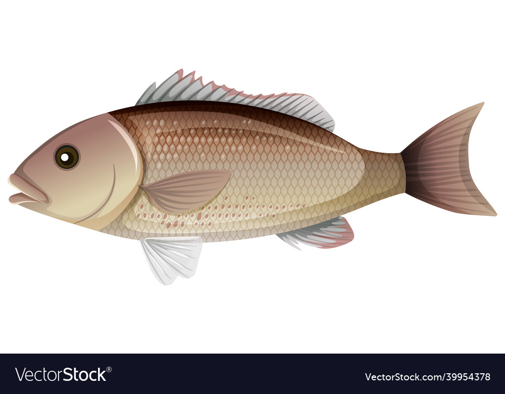 Mangrove snapper or gray in cartoon style vector image