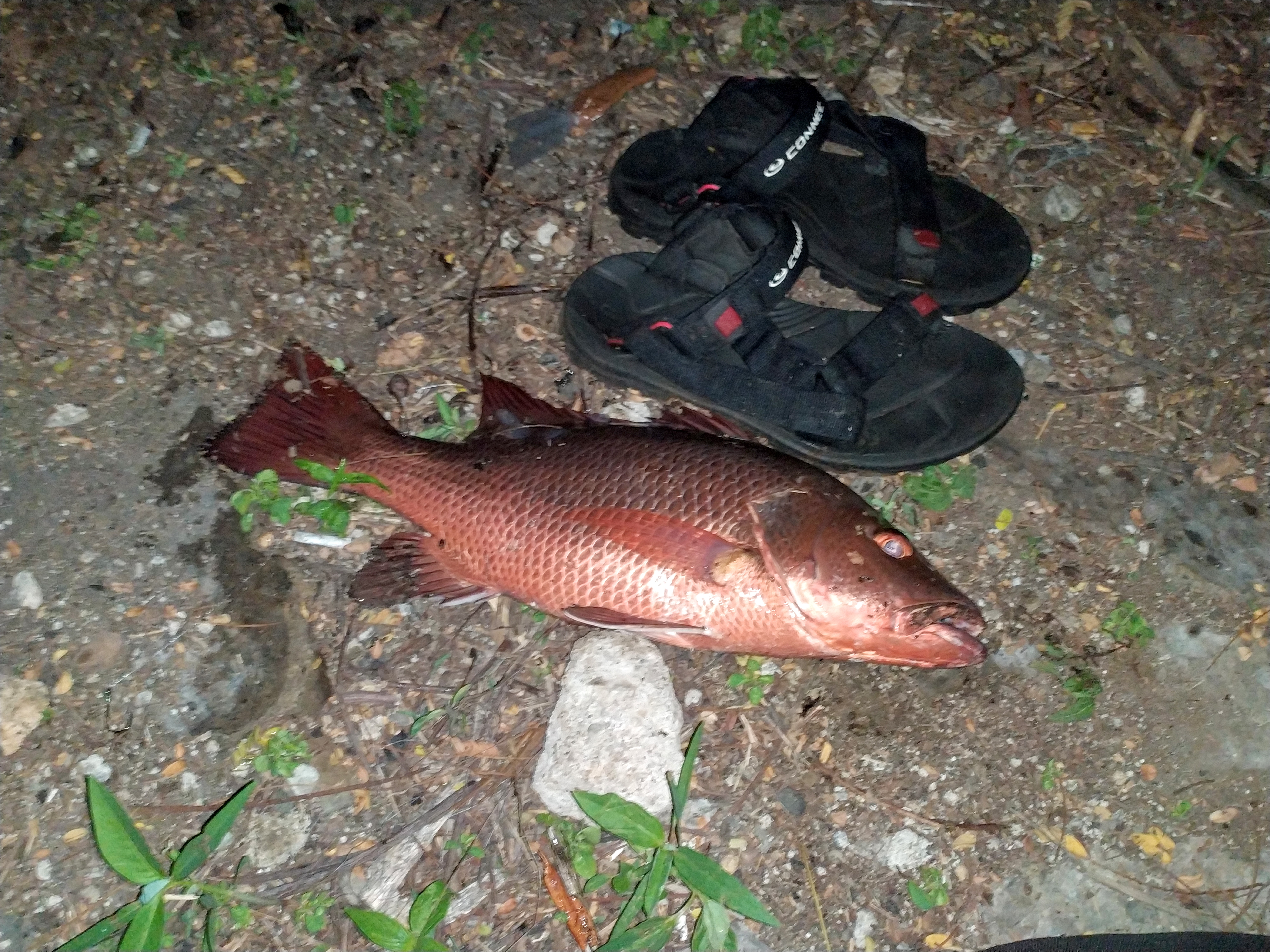 Fileangrove red snapperjpg