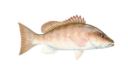 Mangrove snapper fishing guide how to catch a mangrove snapper