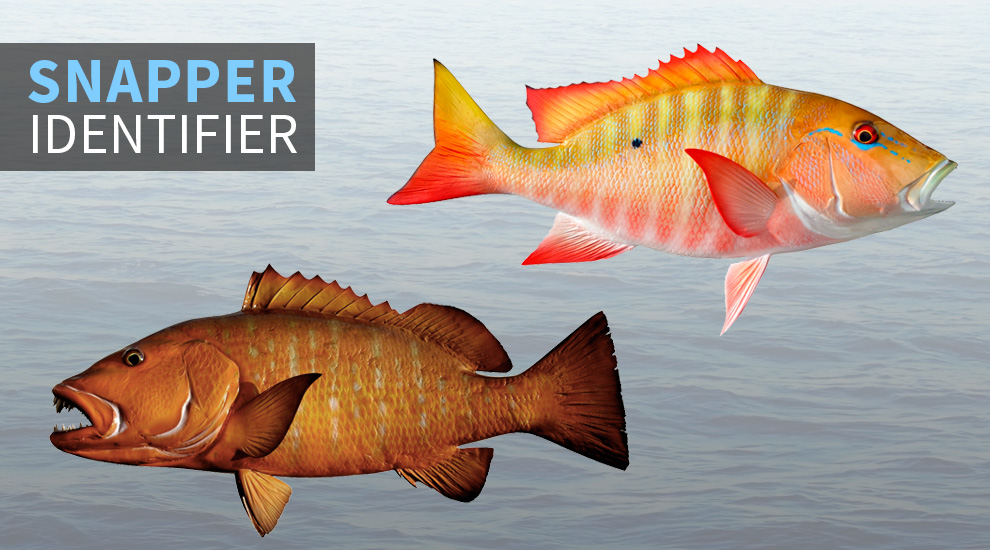 Snapper identifier