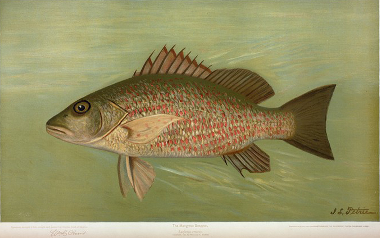 The mangrove snapper lutjanus griseus