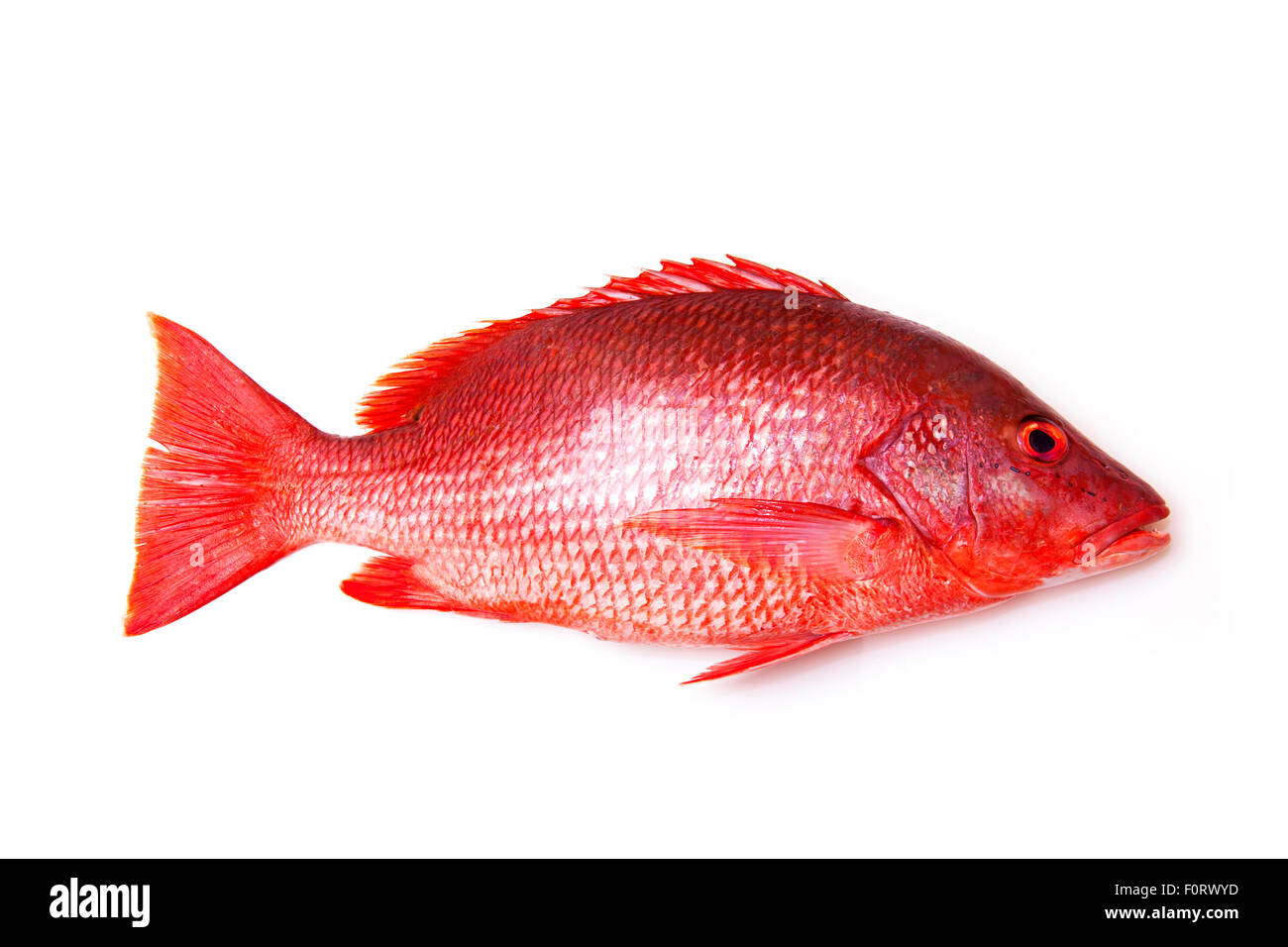 Red snapper cut out stock images pictures