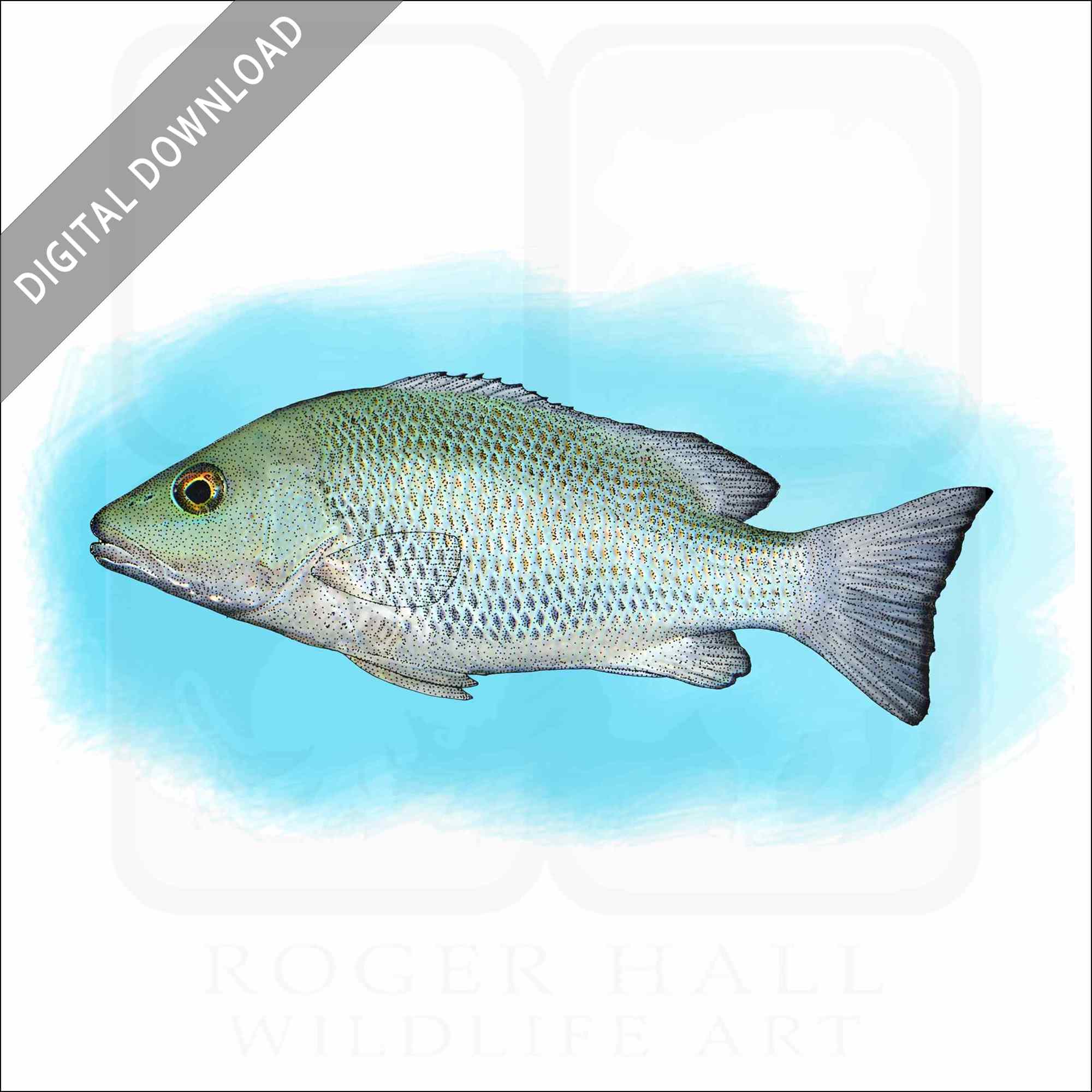 Stock art drawing of a mangrove snapper