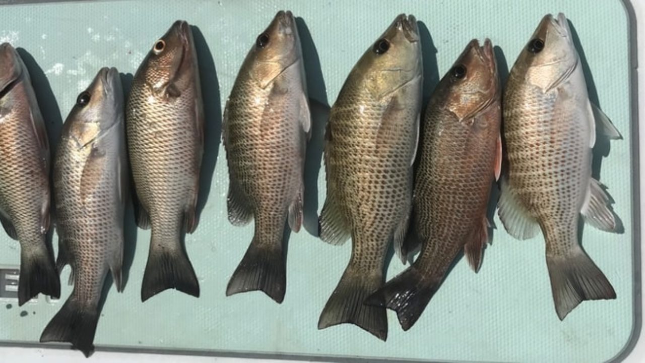 Mangrove snapper grey snapper