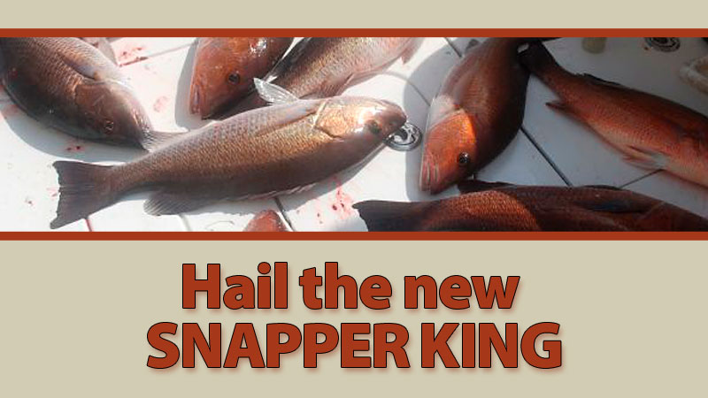 Hail the new snapper king