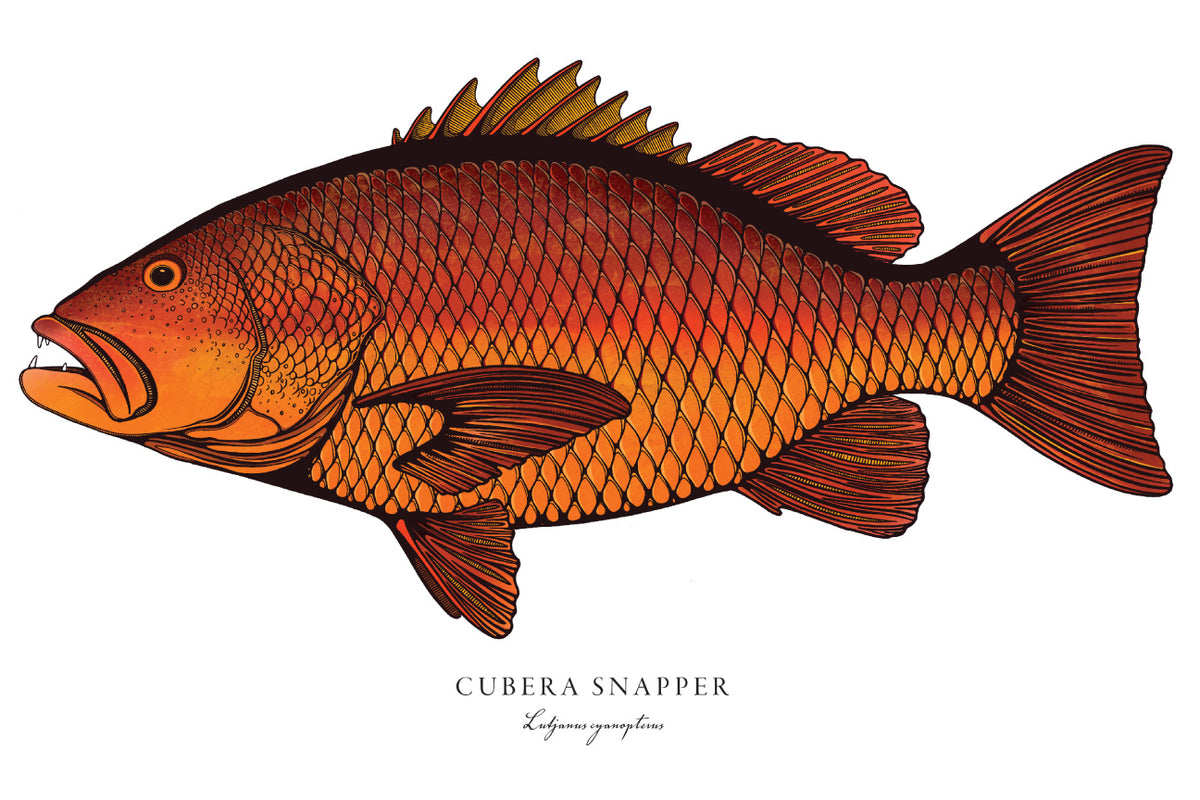 Cubera snapper â bold coast burns