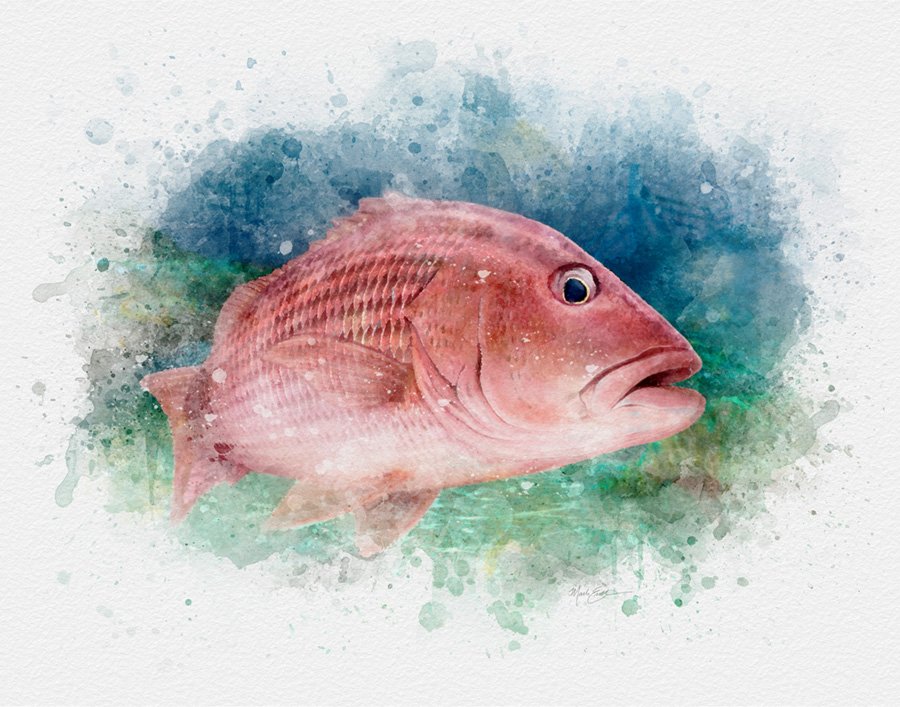 Red snapper art print from marine life artist mark erickson