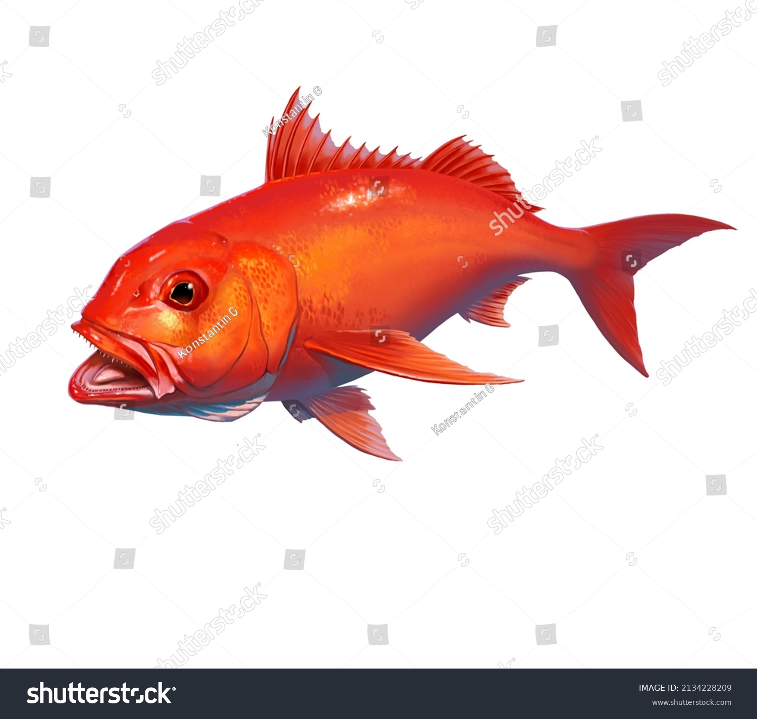 Red snapper fish images stock photos d objects vectors