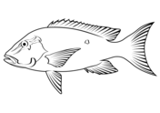 Mangrove red snapper lutjanus argentimaculatus coloring page free printable coloring pages