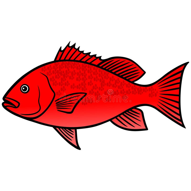 Snapper fish stock illustrations â snapper fish stock illustrations vectors clipart