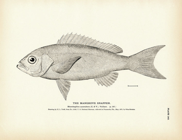Mangrove snapper