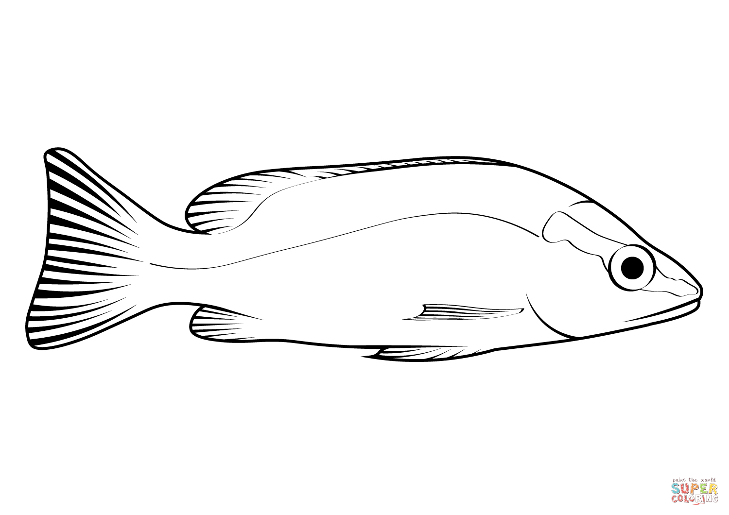Mangrove snapper lutjanus griseus coloring page free printable coloring pages