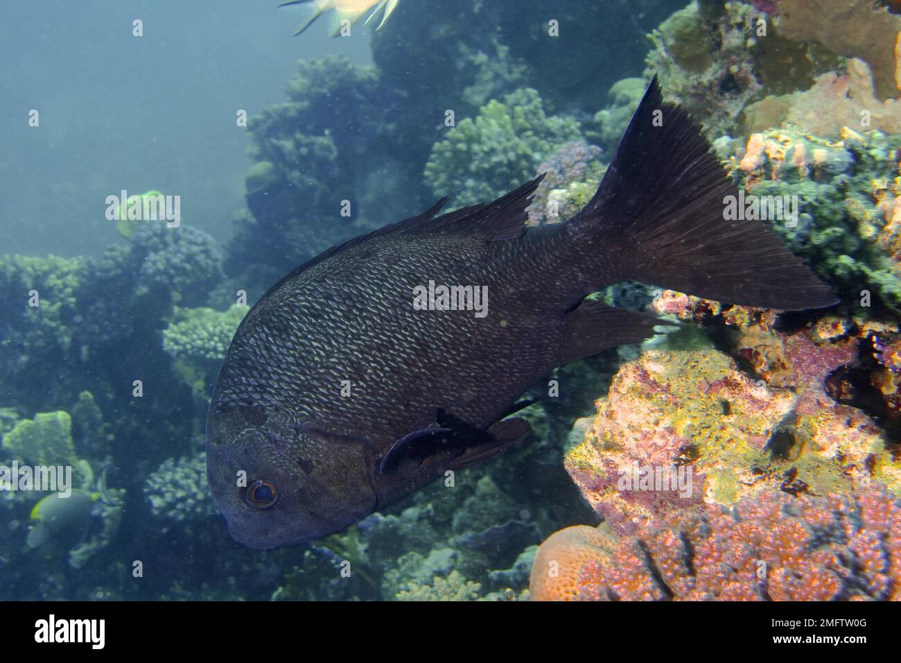 Red mangrove snapper hi