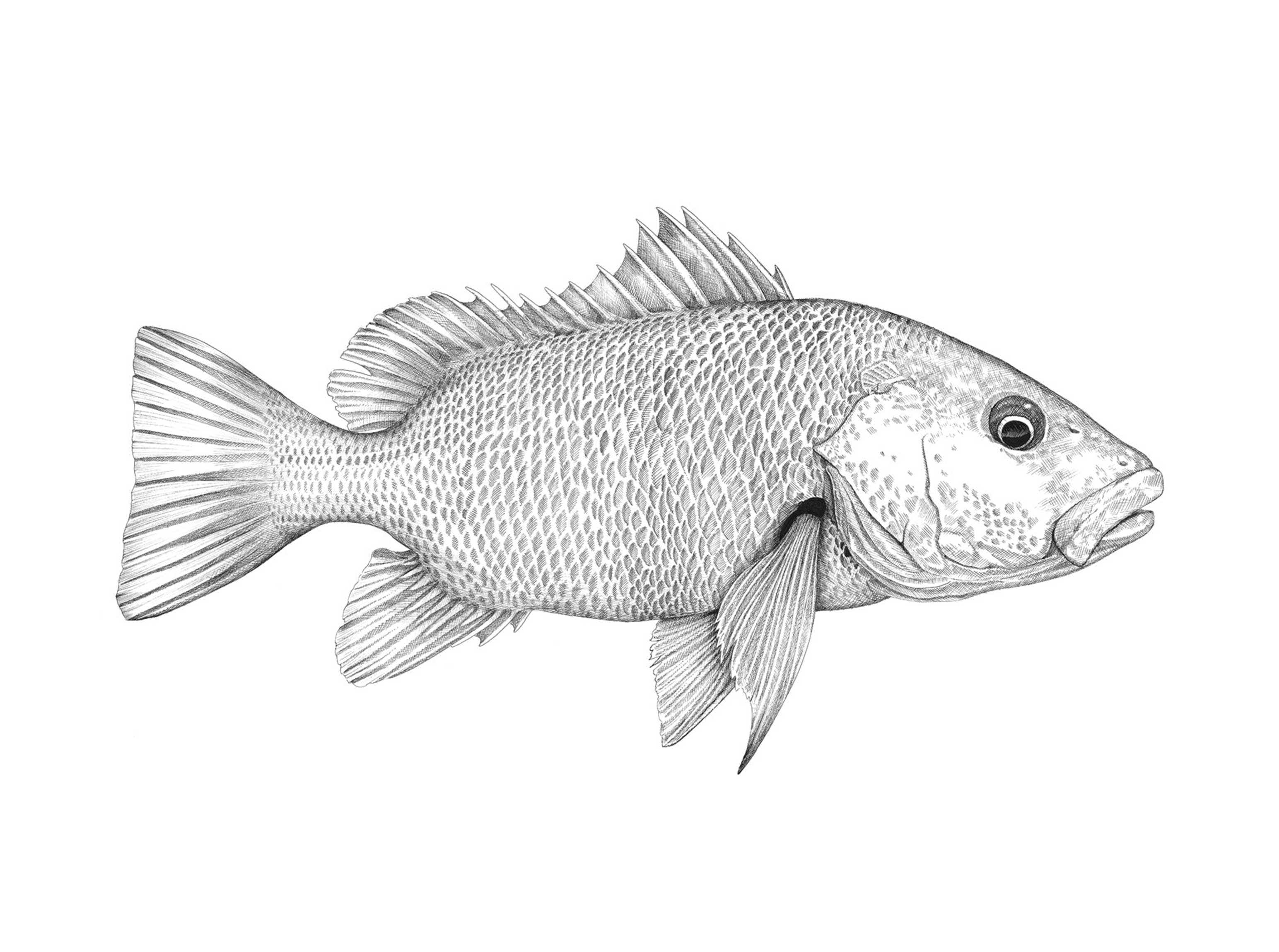 Mangrove snapper jack â dcs adventure art in flow