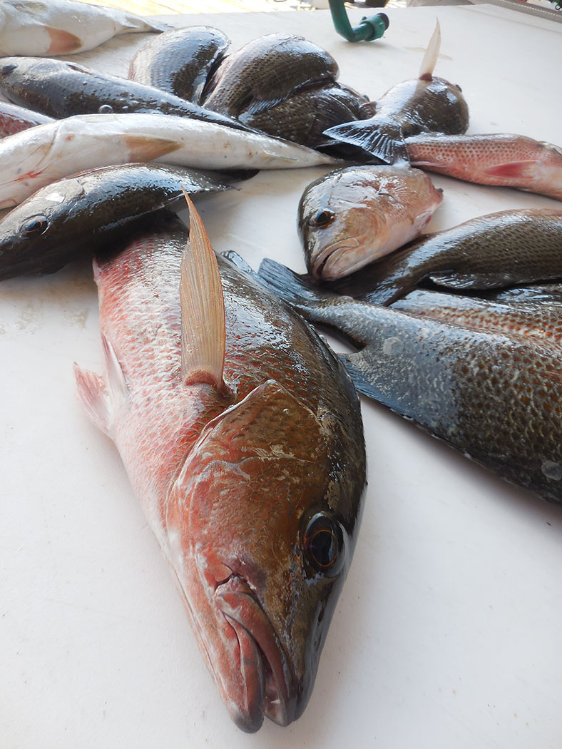 Inshore fishing and mangrove snapper