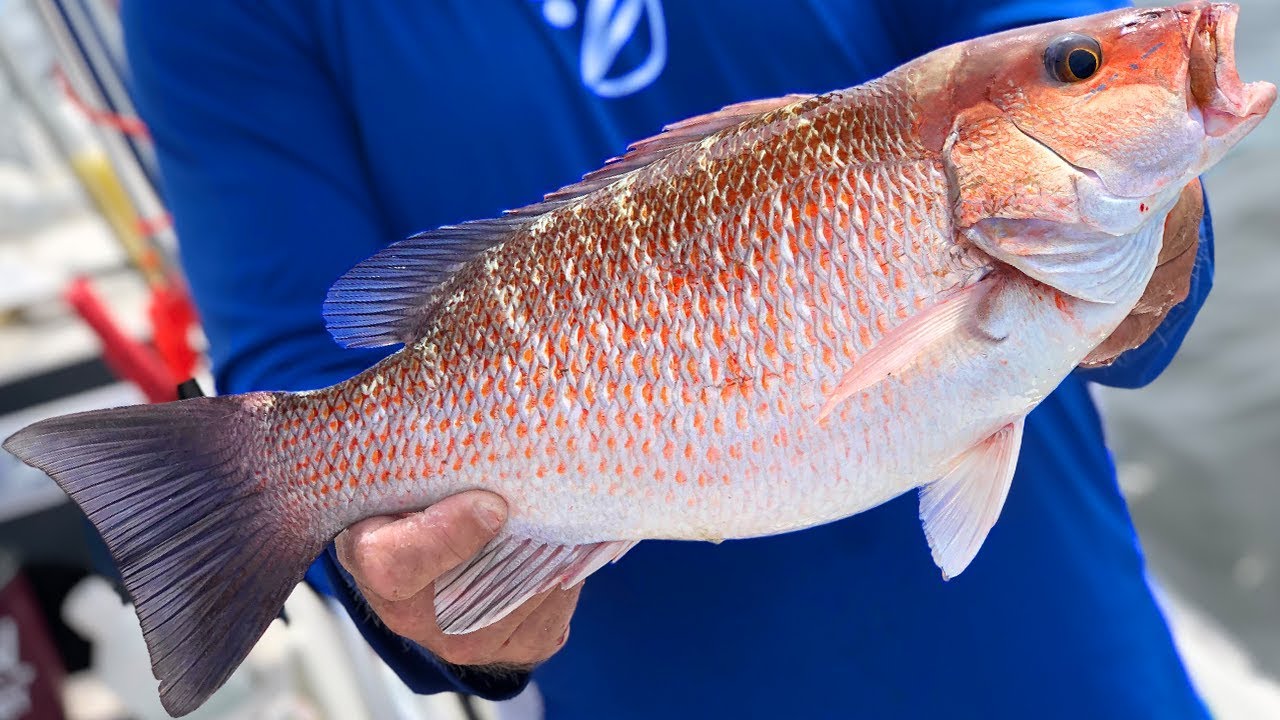 Giant mangrove snapper