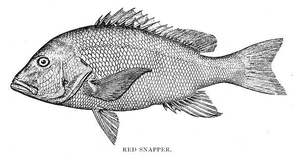 Red snapper engraving for sale as framed prints photos wall art and photo gifts