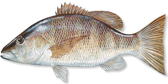 Reel fishing charter mangrove snapper