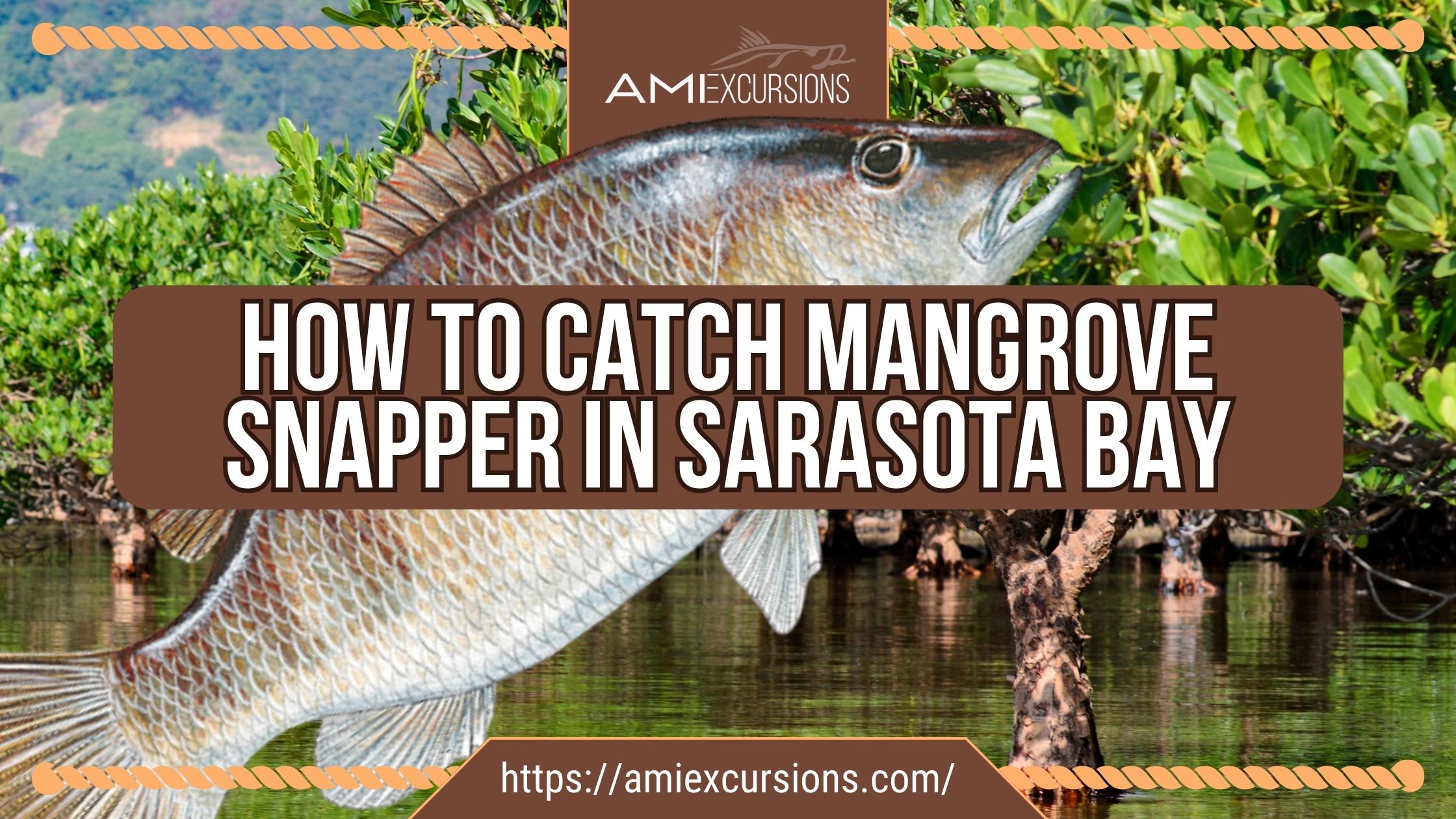 How to catch mangrove snapper in sarasota bay ami excursions