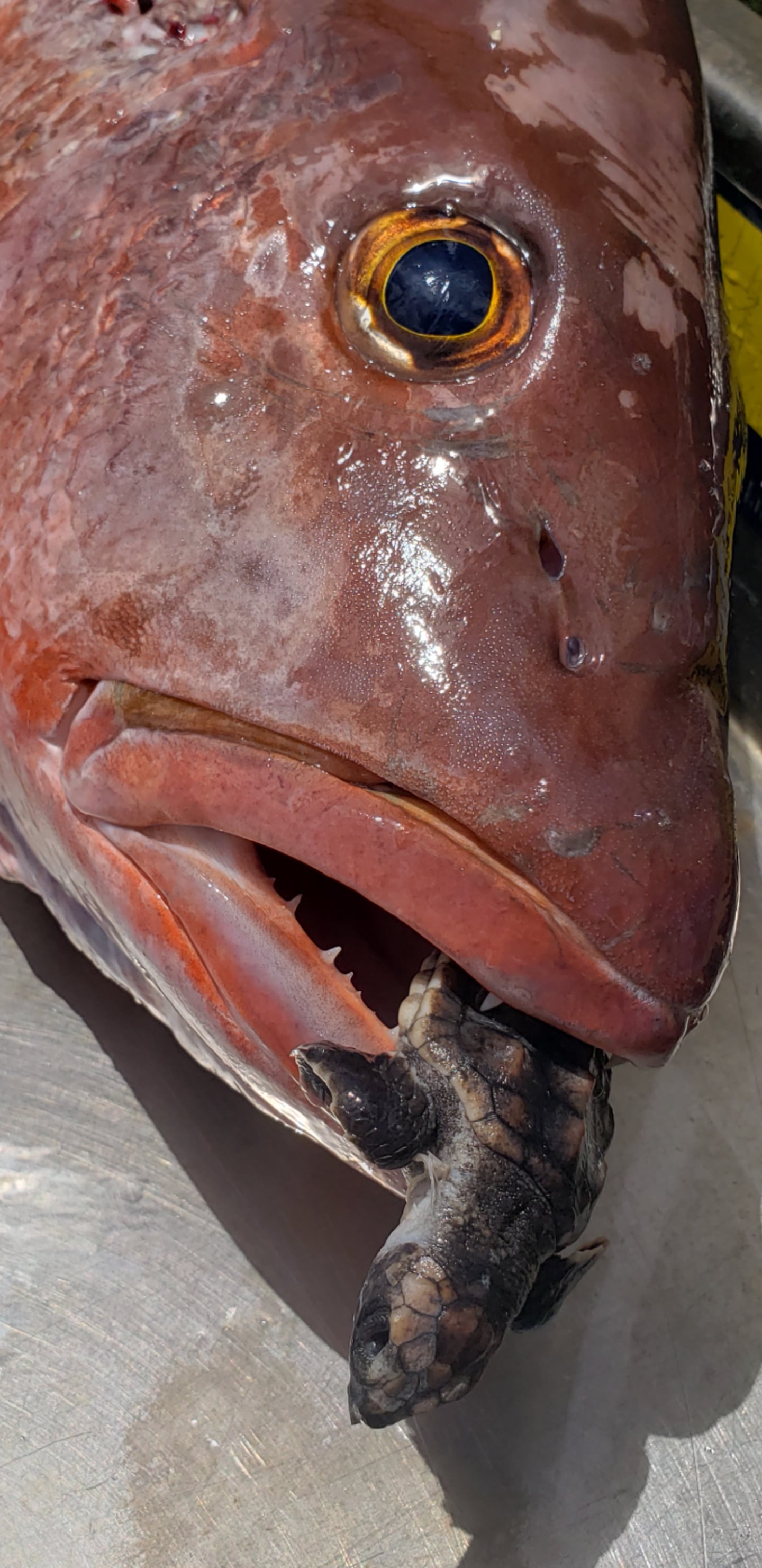 Sea turtle found inside lb oz mangrove snapper rfishing