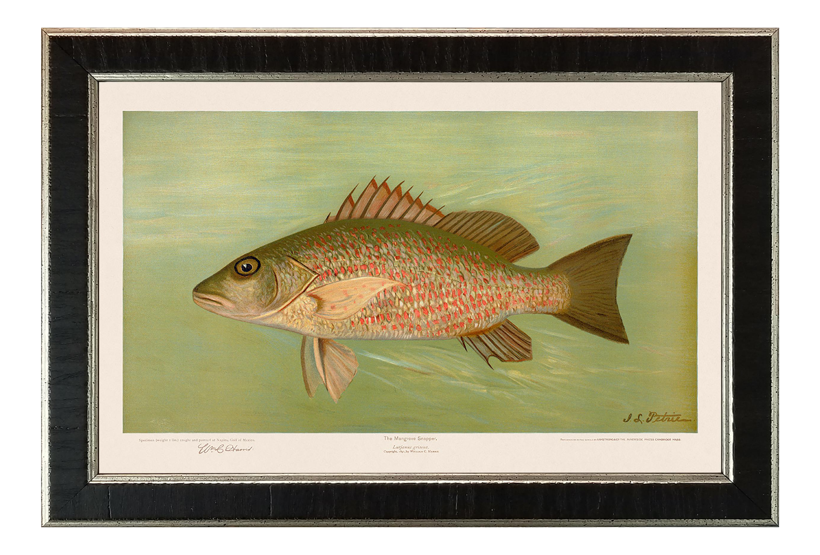 American fish the mangrove snapper framed giclee print