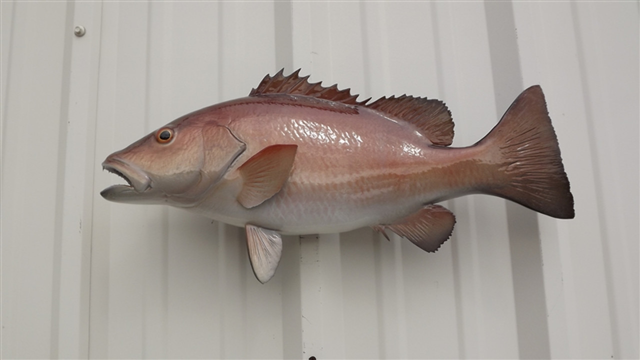 Mangrove snapper fish mount two sided wall mount fish replica