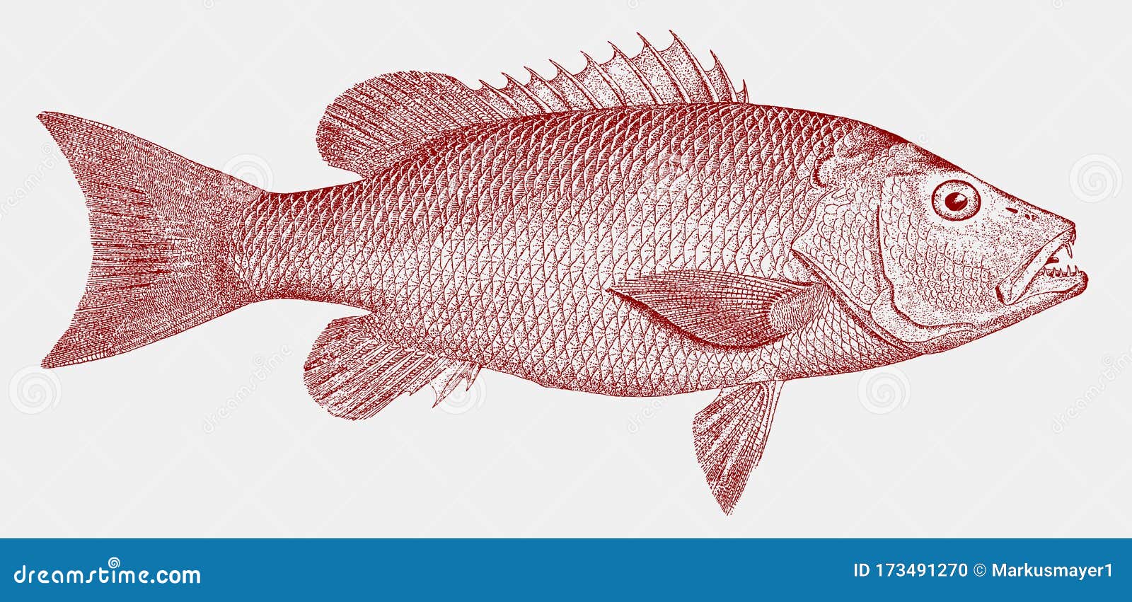 Mangrove or gray snapper lutjanus griseus marine fish from the atlantic stock vector
